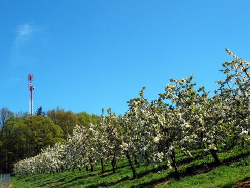 Sender 415m am Kirschblütenweg