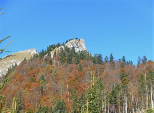 Törlspitz