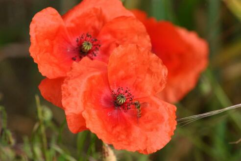 mohn-002