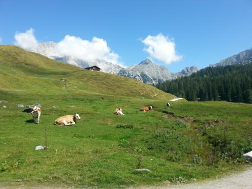 Bergidylle auf der Kallbrunnalm.
