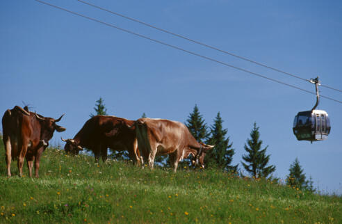 Matschwitz-Ganeu