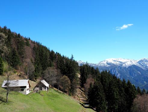 Filzmoseralm 1234m