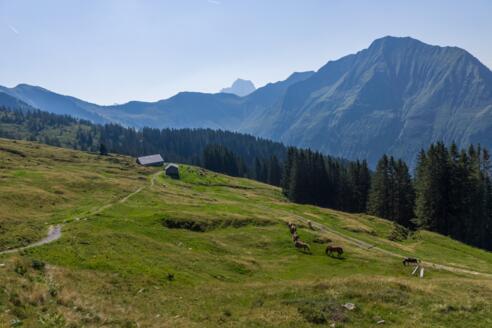 Blick auf Falzalpe