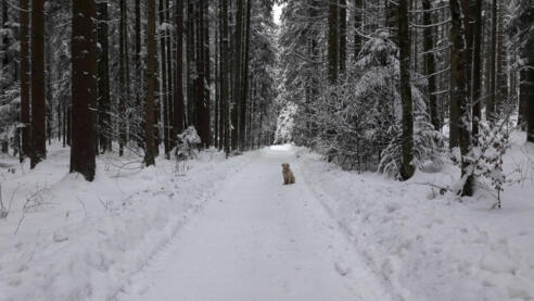 Waldtalweg Winter
