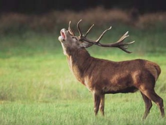 Wildpark