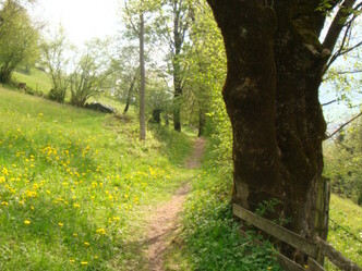 Brixner Gangl