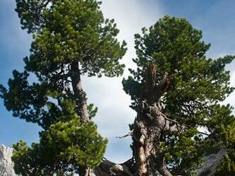 Die Zirben am Rinderfeld sind typisch für diese Almlandschaft