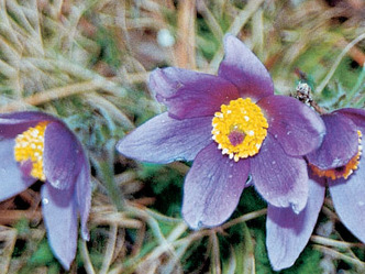 Bei unserer Tour erwarten uns botanische Highlights.