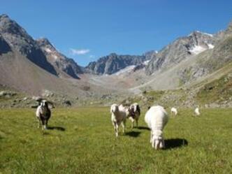 Schafe nähe Neue Regensburger Hütte