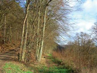 Wir wandern durch den romantischen Spessart.