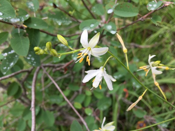 Wildflowers