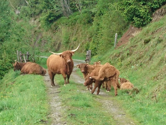 Weg Richtung Palfnerkogel