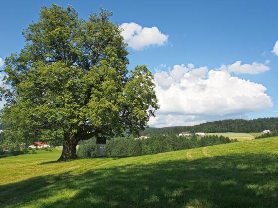 Trailabschnitte am Weg Richtung Gis