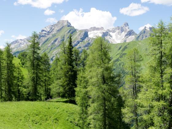 Blick vom Höhenweg Saxer Alpe - Alperschonertal zur Vorderseespitze (links) und Holzgauer Wetterspitze