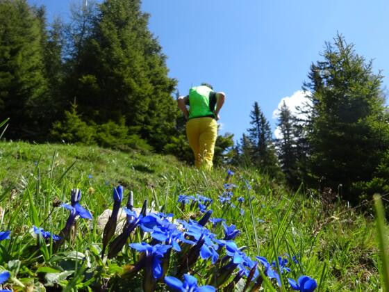 Der Sumpfkopf ist speziell im Frühling ein Blumenberg der Spitzenklasse.