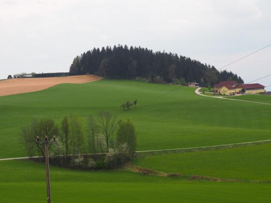 Hamberg 567m von Norden gesehen