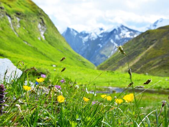 Blumenzauber im Weitental