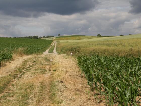 Feldweg Richtung Steinfeld