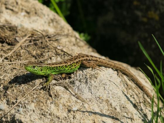 An den besonnten Wegböschungen entlang des Rundwegs auf der Rettenbachalm ist immer wieder die prachtvolle Zauneidechse (Lacerta agilis) zu beobachten.