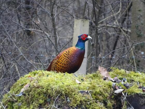 Ein Prachtstück von einem Fasan