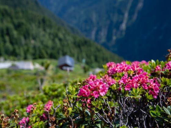 Alpenrosen bedecken die Wiesen um die Gamshütte