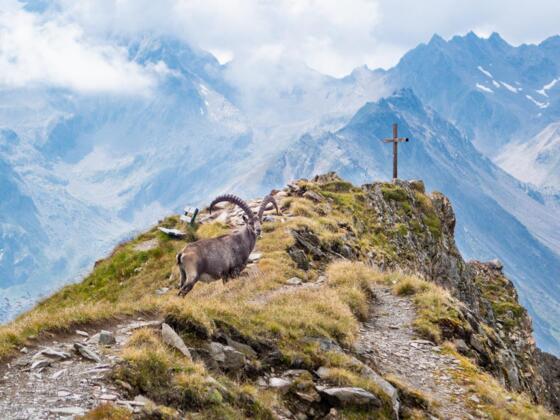 Auf dem Gahwinden zeigte sich uns ein wunderschöner Steinbock.