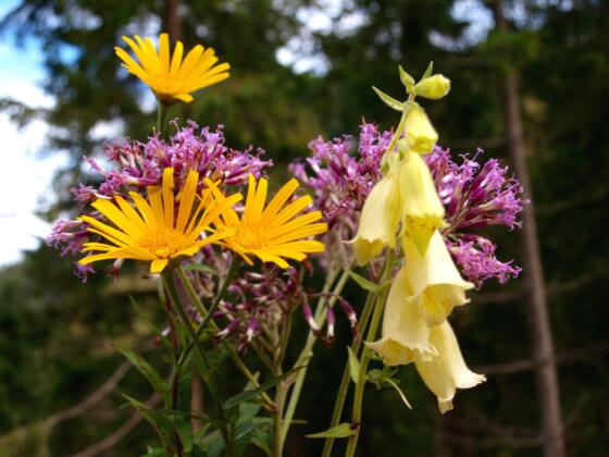 Arnika, Alpendost und gelber Fingerhut auf 1000m