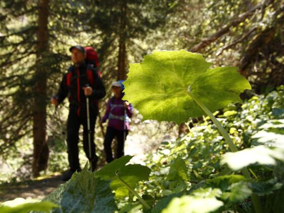 Auf idyllischen Wald- und Wiesenwegen wandert man entlang des Amerbaches.