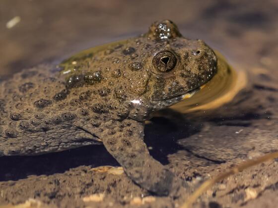 Die Gelbbauchunke (Bombina variegata) ist in Wasseransammlungen entlang der Schotterstrasse im Weissenbachtal regelmäßig zu beobachten.