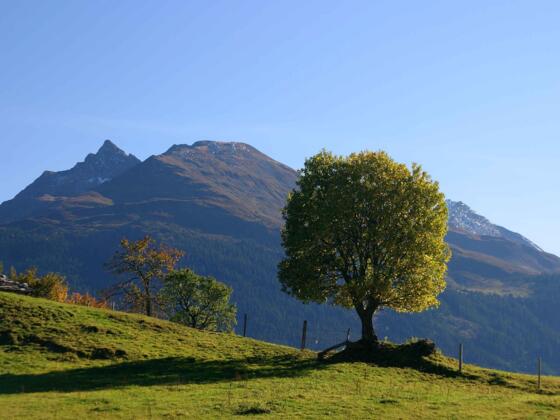 Beim "Jagaloch" Richtung Hörgeralm lichtet sich der Wald und der Großvenediger rückt ins Blickfeld.