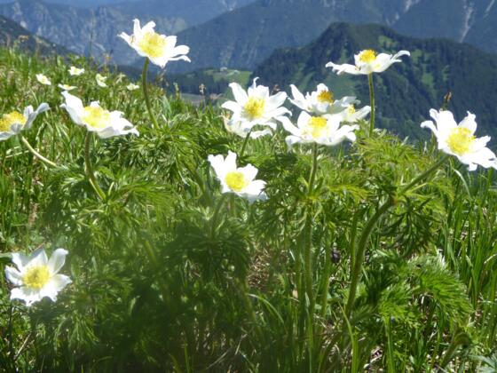 Narzissenblütige Annemone