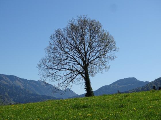 Einsam steht er seit Jahren, beharrlich.