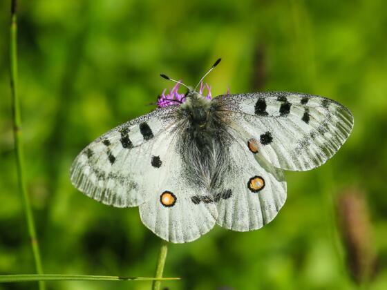 Zur Flugzeit zwischen Juni und August (mit Flugschwerpunkt im Juli) ist der Apollofalter (Parnassius apollo) im Umfeld der Vordersandlingalm regelmäßig zu beobachten.
