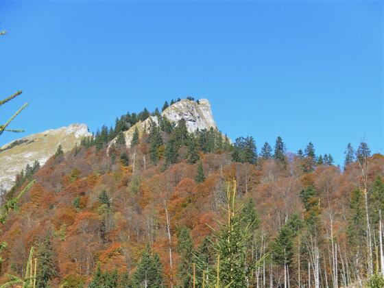 Törlspitz