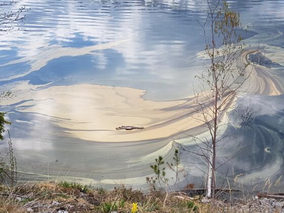 Blütenstaub auf dem Blindsee