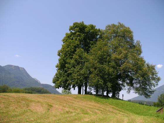 Baumgruppe am "Sterzens Abendsitz"