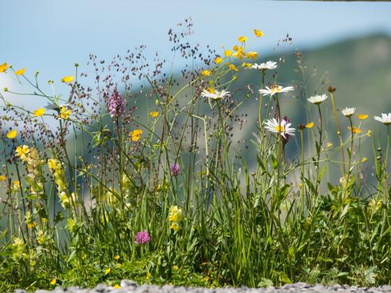 Blumenpracht in Damüls