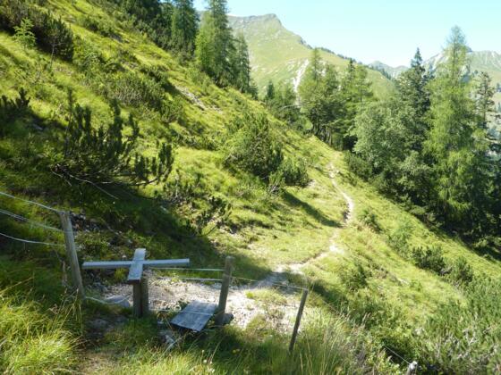 Bevor man auf der Forststraße absteigt, führt dieser idyllische Steig durch den lichten Bergwald.