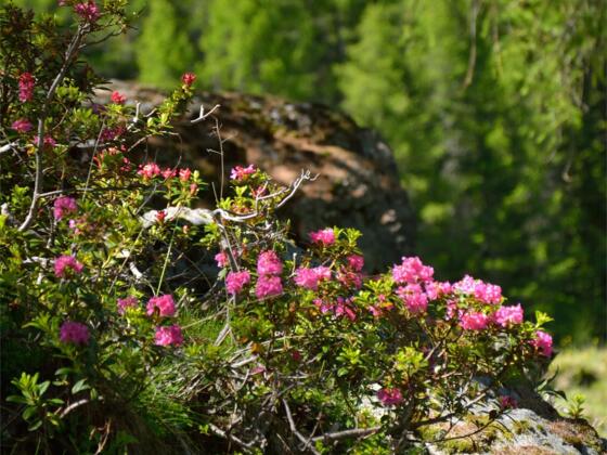 Alpenblumen