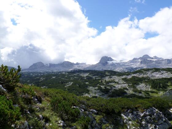 Latschenwälder