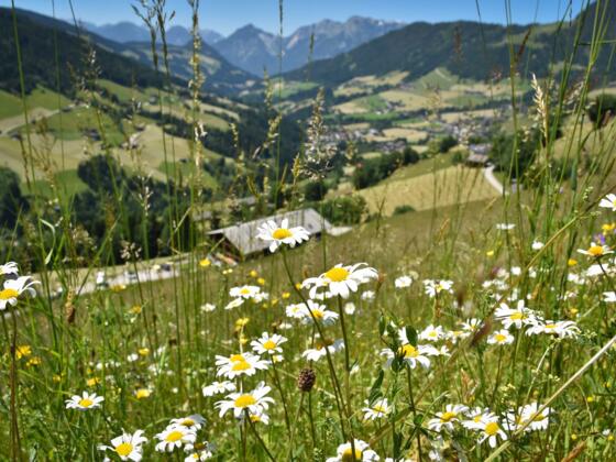 Oberer Höhenweg Alpbach
