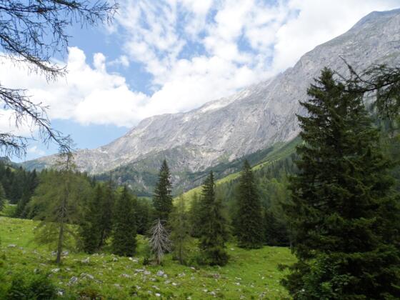 Almlandschaft