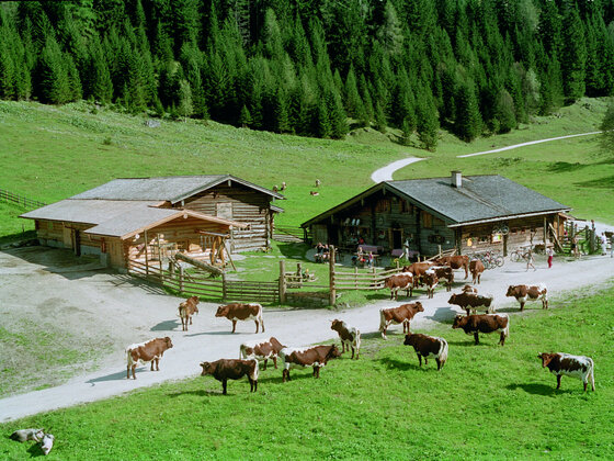 Palfneralm