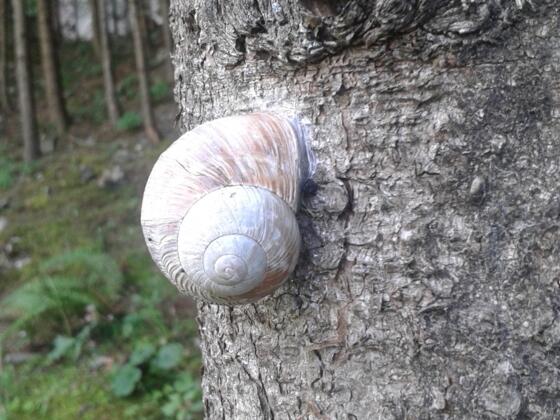 Schnecke