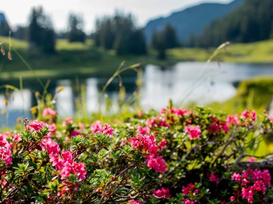 Naturjuwel Körbersee