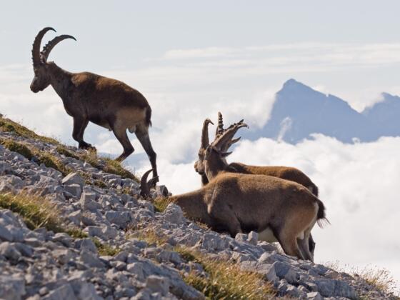 Im Gipfelbereich des Großen und Kleinen Solsteins kann man oft Steinböcke beobachten!