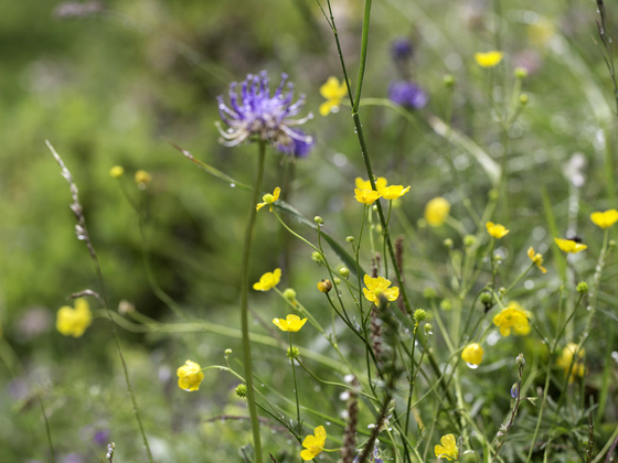 Blumen im Raurisertal