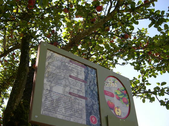 Baumlehrpfad