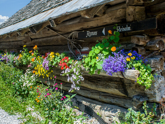 Rundweg Moosalm-Steinalm-Latschenstüberl/Mandlberggut-Filzmoos