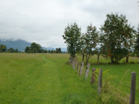 Im Bereich des Wiesenweges - Die Ebereschen tragen reichlich Früchte aus denen sich köstliche Marmeladen zubereiten lassen.